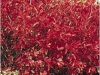 Aronia arbutilolia brillant 